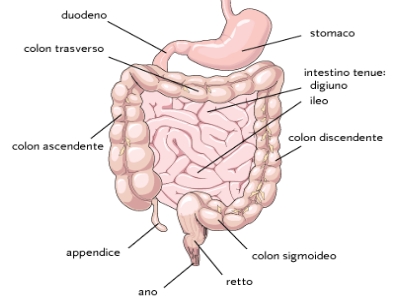 Se le emorroidi sono assegnate alla chilocaloria